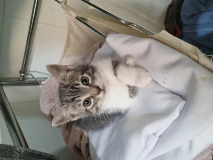 Gato ra a SRD-ViraLata idade 2 a 6 meses nome Thor