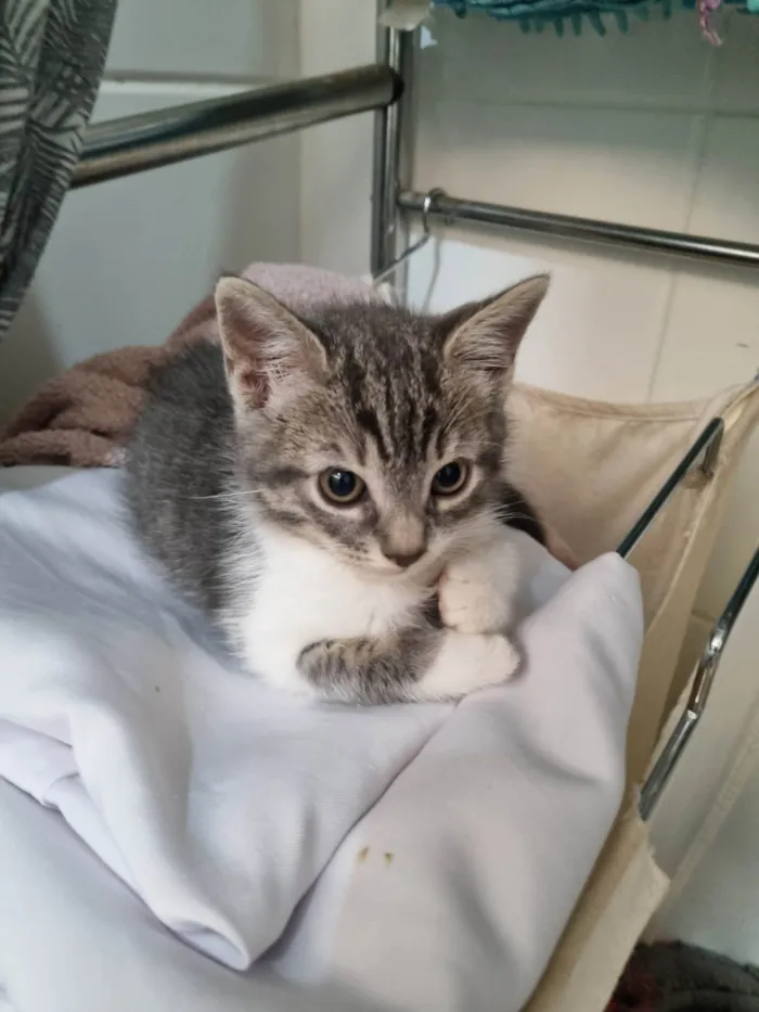 Gato ra a SRD-ViraLata idade 2 a 6 meses nome Thor