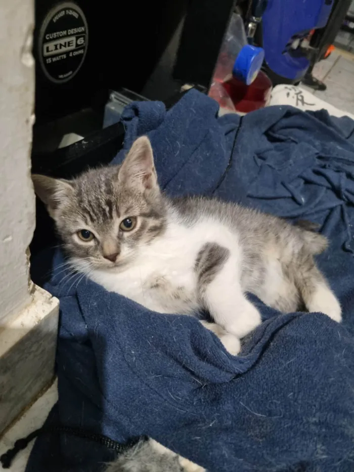 Gato ra a SRD-ViraLata idade 2 a 6 meses nome Thor