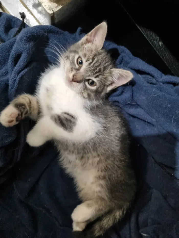 Gato ra a SRD-ViraLata idade 2 a 6 meses nome Thor