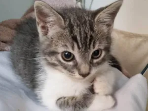 Gato raça SRD-ViraLata idade 2 a 6 meses nome Thor