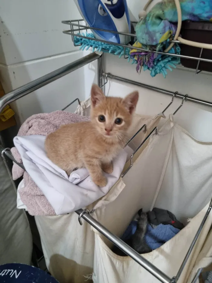 Gato ra a SRD-ViraLata idade Abaixo de 2 meses nome Fêmea Garfield