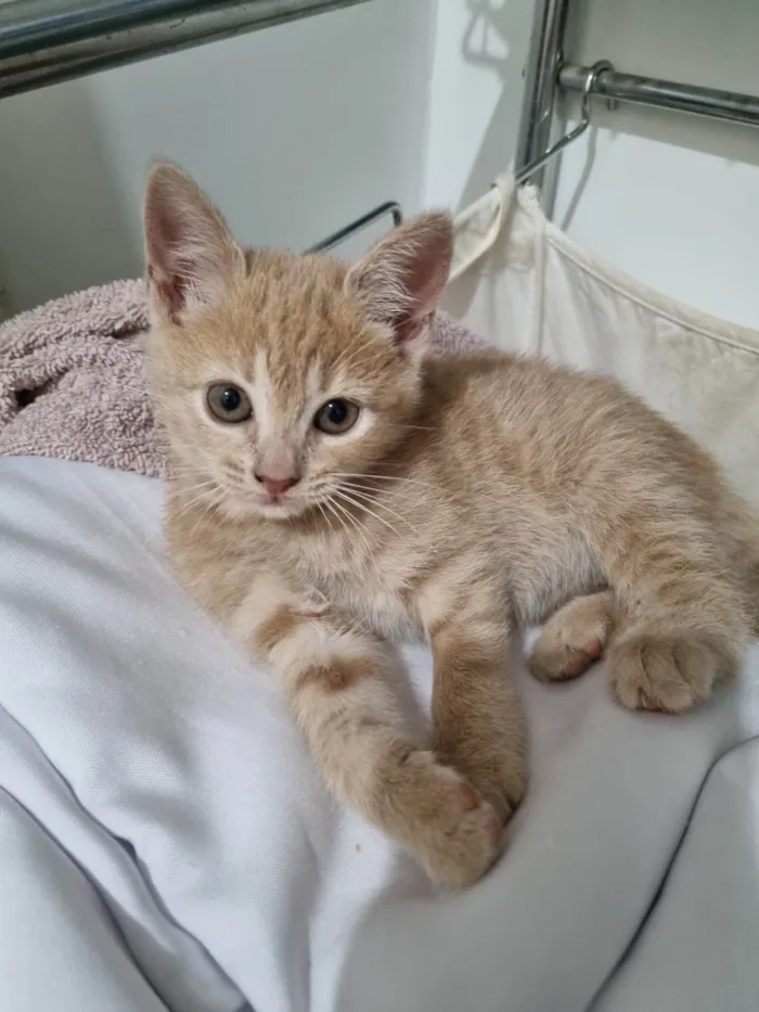 Gato ra a SRD-ViraLata idade Abaixo de 2 meses nome Fêmea Garfield