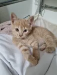 Fêmea Garfield