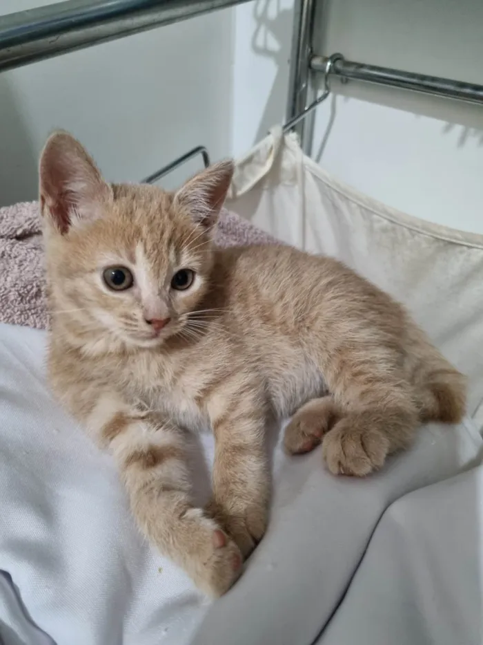 Gato ra a SRD-ViraLata idade Abaixo de 2 meses nome Fêmea Garfield