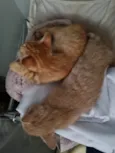 Fêmea Garfield