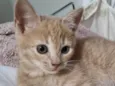 Fêmea Garfield