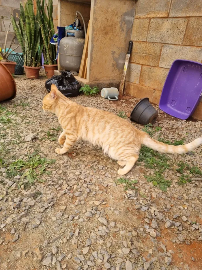 Gato ra a SRD-ViraLata idade 2 a 6 meses nome Simba