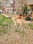 Simba