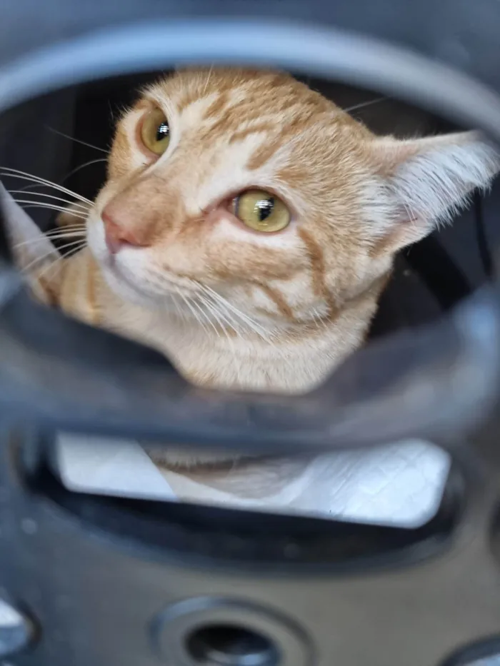 Gato ra a SRD-ViraLata idade 2 a 6 meses nome Simba