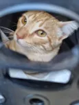 Simba
