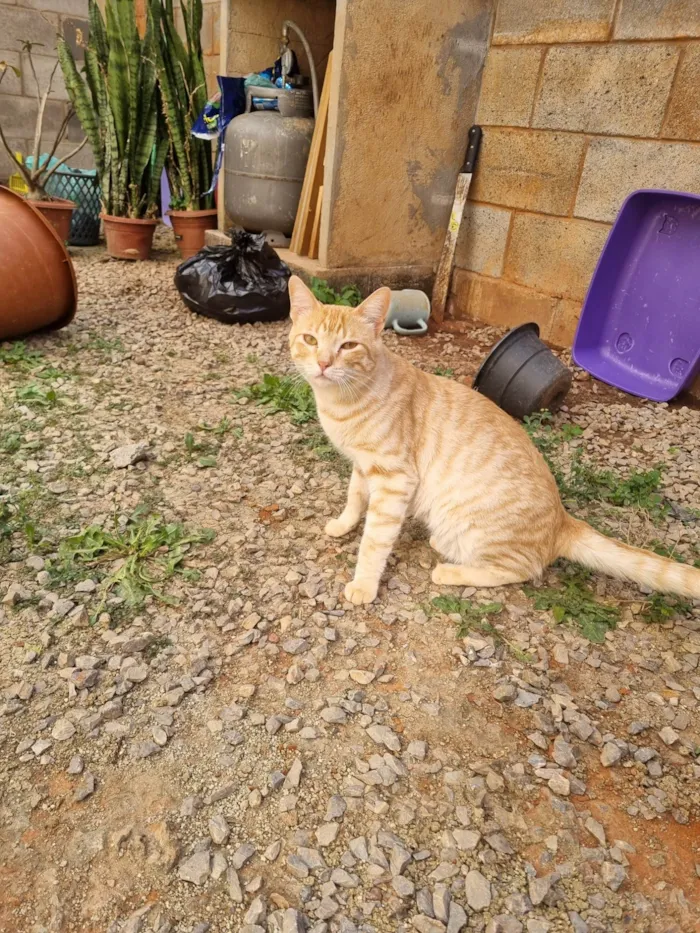 Gato ra a SRD-ViraLata idade 2 a 6 meses nome Simba