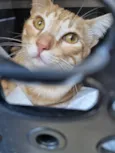 Simba