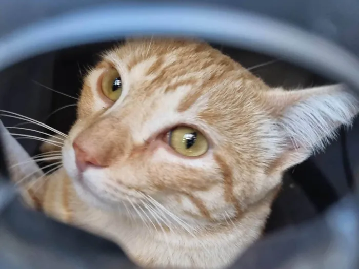 Gato ra a SRD-ViraLata idade 2 a 6 meses nome Simba