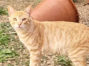 Gato raça SRD-ViraLata idade 2 a 6 meses nome Simba