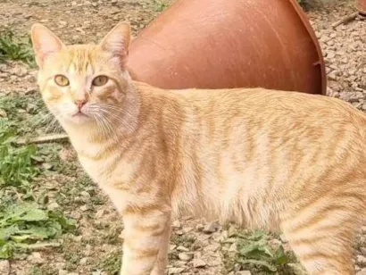 Gato raça SRD-ViraLata idade 2 a 6 meses nome Simba