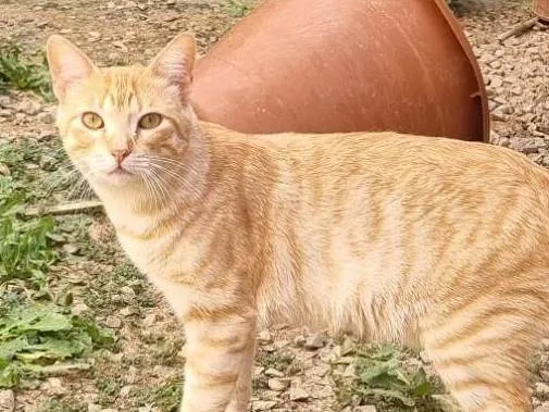 Gato ra a SRD-ViraLata idade 2 a 6 meses nome Simba