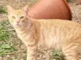 Simba