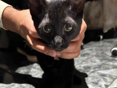 Gato raça SRD-ViraLata idade 2 a 6 meses nome Sem nome 