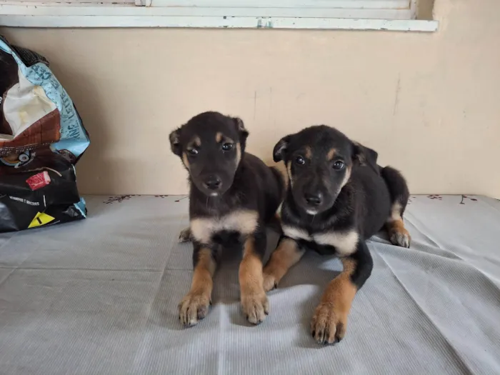 Cachorro ra a SRD-ViraLata idade 7 a 11 meses nome Pingo e Luke