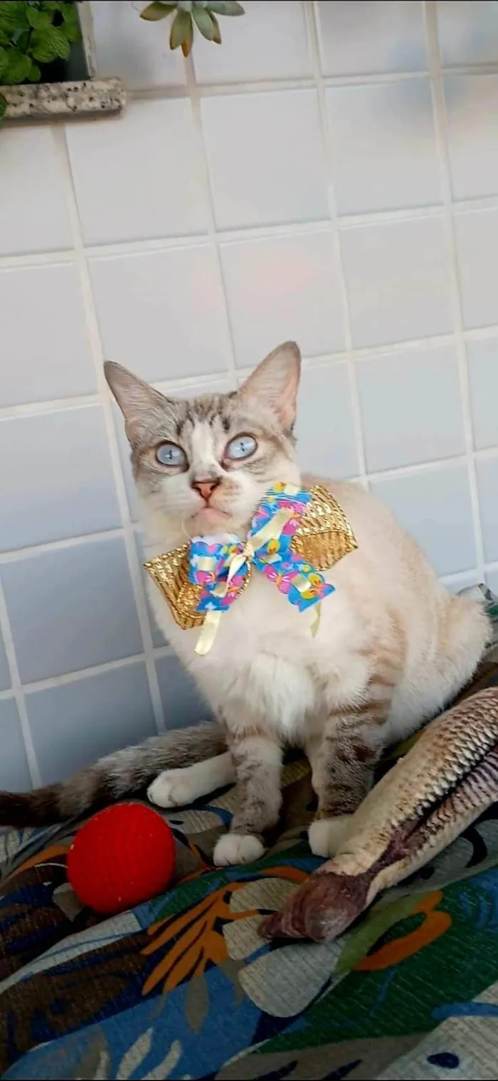 Gato ra a SRD-ViraLata idade 1 ano nome Mariah