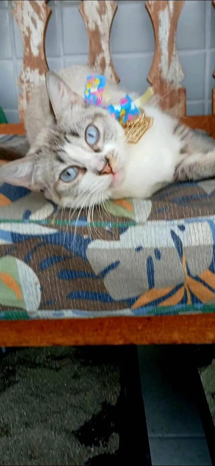 Gato ra a SRD-ViraLata idade 1 ano nome Mariah