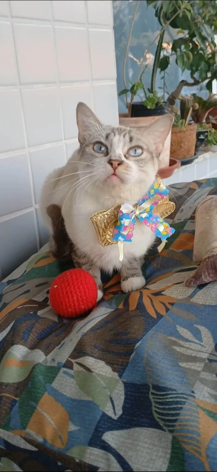 Gato ra a SRD-ViraLata idade 1 ano nome Mariah