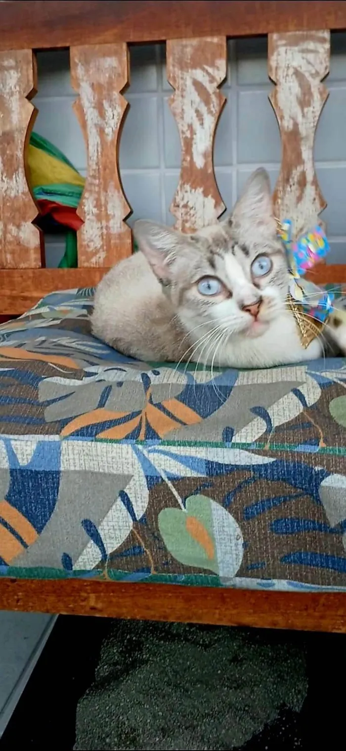 Gato ra a SRD-ViraLata idade 1 ano nome Mariah