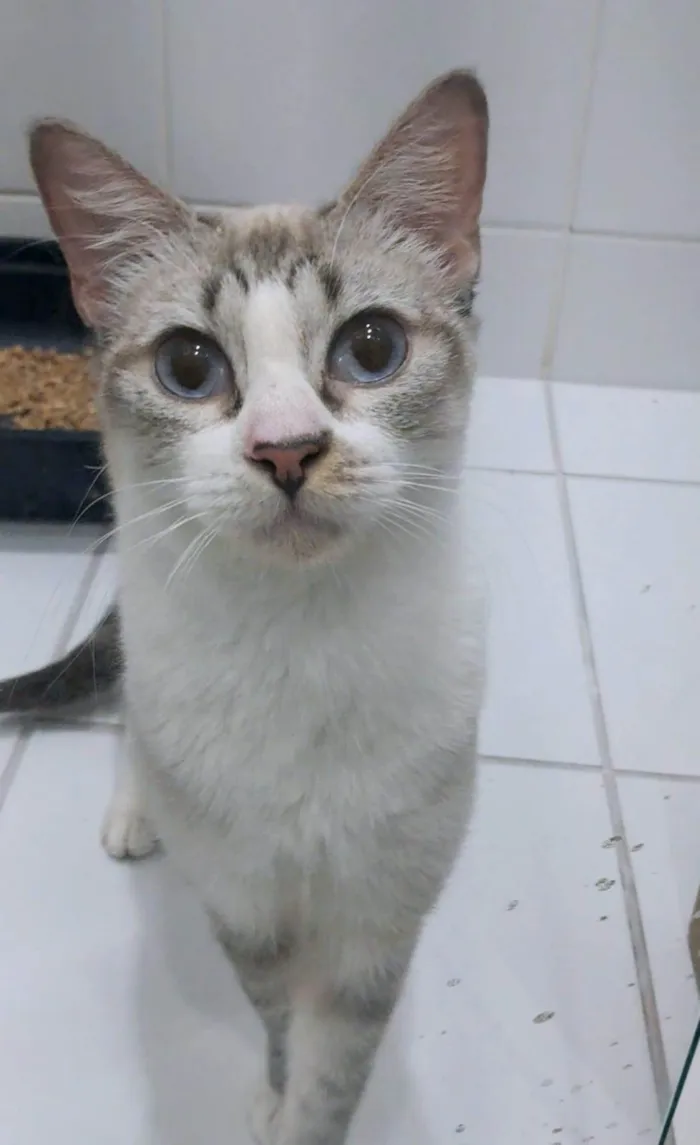 Gato ra a SRD-ViraLata idade 1 ano nome Mariah