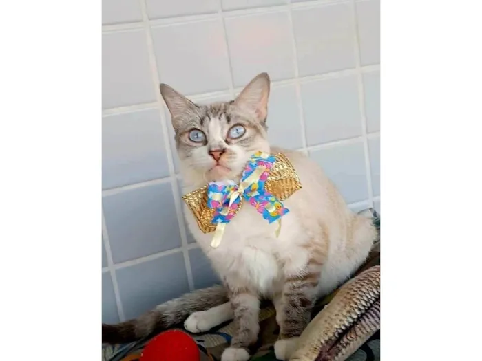 Gato ra a SRD-ViraLata idade 1 ano nome Mariah