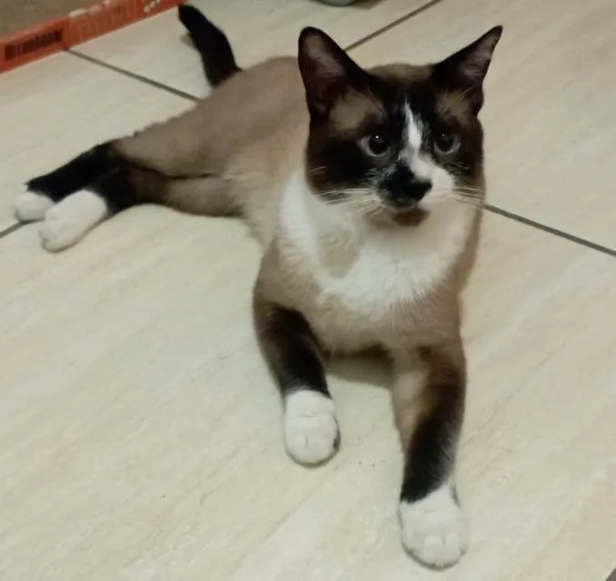 Gato ra a Siamês idade 2 anos nome Malcolm e Johnny 