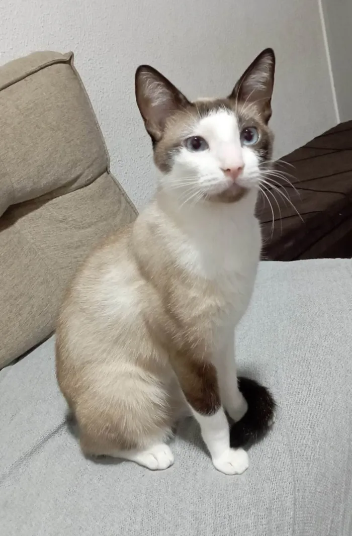 Gato ra a Siamês idade 2 anos nome Malcolm e Johnny 