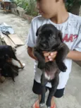 Cachorros
