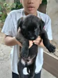 Cachorros