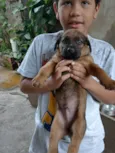 Cachorros