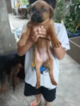 Cachorros