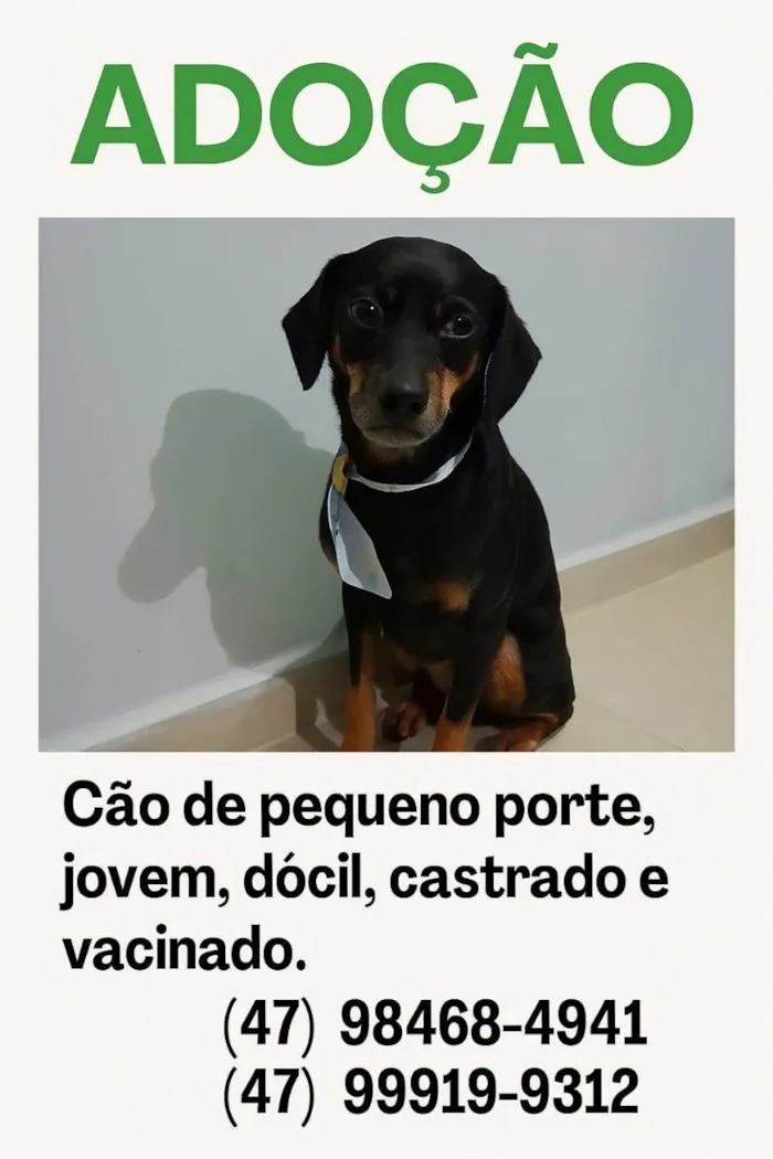 Cachorro ra a SRD-ViraLata idade 3 anos nome Bud