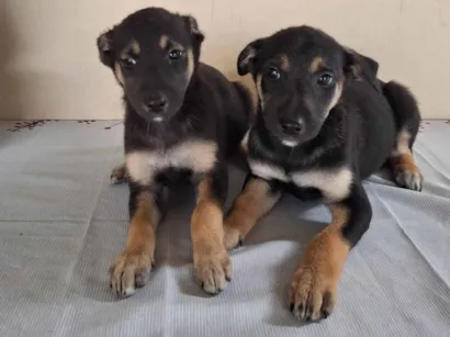 Cachorro raça SRD-ViraLata idade 7 a 11 meses nome Pingo e Luke
