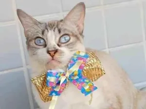 Gato raça SRD-ViraLata idade 1 ano nome Mariah
