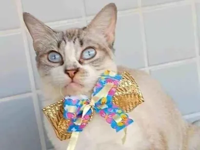 Gato raça SRD-ViraLata idade 1 ano nome Mariah