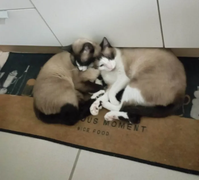 Gato ra a Siamês idade 2 anos nome Malcolm e Johnny 
