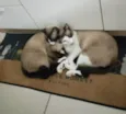 Malcolm e Johnny