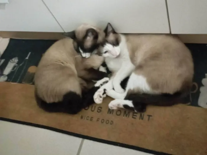 Gato ra a Siamês idade 2 anos nome Malcolm e Johnny 