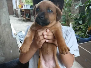 Cachorro raça SRD-ViraLata idade Abaixo de 2 meses nome Cachorros