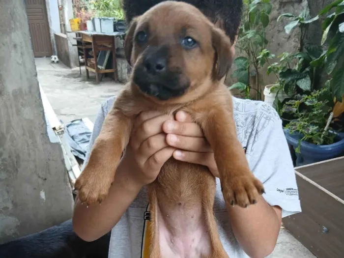 Cachorro ra a SRD-ViraLata idade Abaixo de 2 meses nome Cachorros