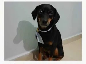 Cachorro raça SRD-ViraLata idade 3 anos nome Bud