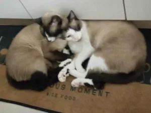 Gato raça Siamês idade 2 anos nome Malcolm e Johnny 