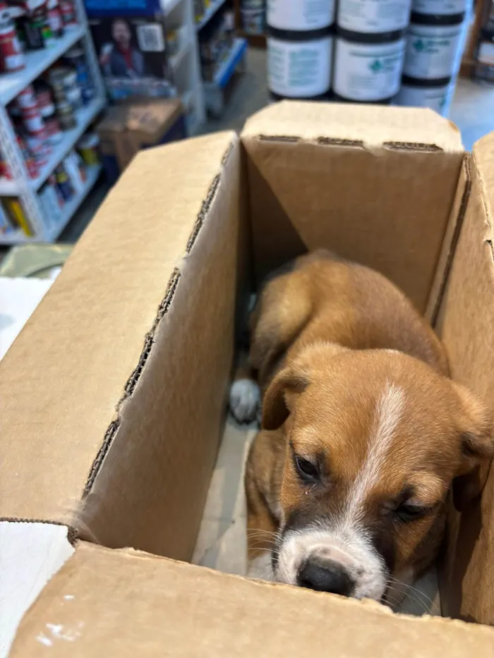 Cachorro ra a SRD-ViraLata idade Abaixo de 2 meses nome NARUTO