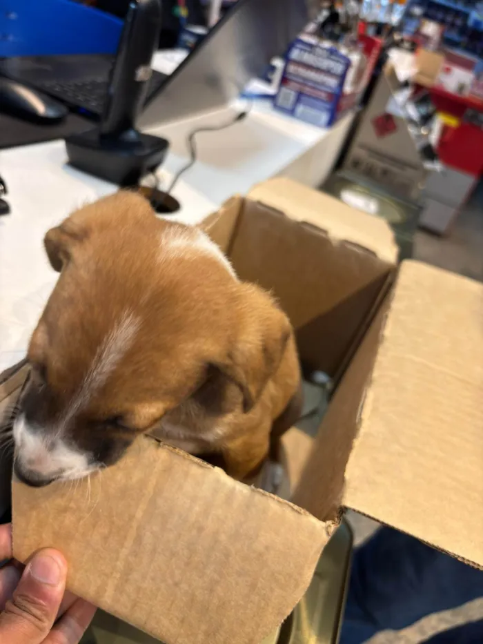 Cachorro ra a SRD-ViraLata idade Abaixo de 2 meses nome NARUTO