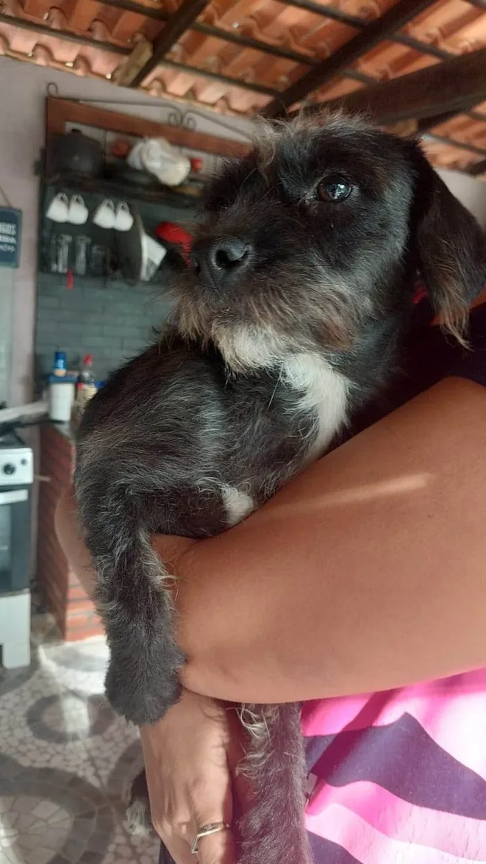 Cachorro ra a SRD-ViraLata idade 2 anos nome Dora